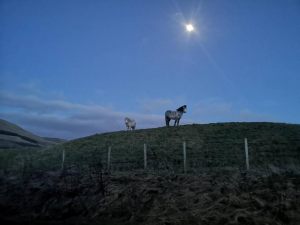Glen Bay Hot Tub And Rescue Animal Farm Stay