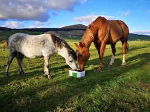 Glen Bay Hot Tub And Rescue Animal Farm Stay