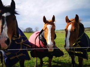 Glen Bay Hot Tub And Rescue Animal Farm Stay