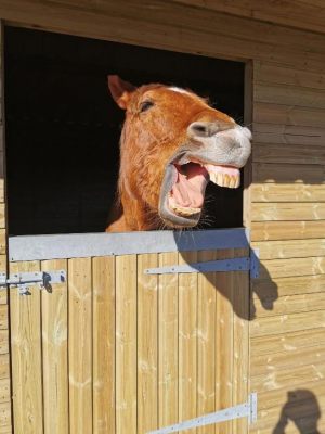 Glen Bay Hot Tub And Rescue Animal Farm Stay