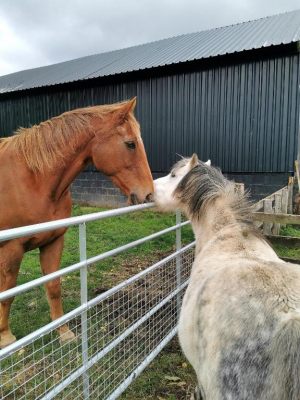 Glen Bay Hot Tub And Rescue Animal Farm Stay