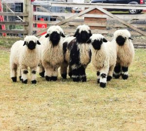 Glen Bay Hot Tub And Rescue Animal Farm Stay