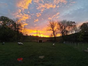 Glen Bay Hot Tub And Rescue Animal Farm Stay
