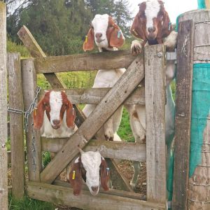 Glen Bay Hot Tub And Rescue Animal Farm Stay